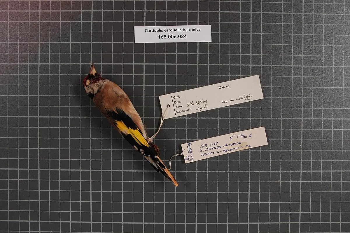 C. c. balcanica: Esemplare da museo (RMNH.AVES.30299), vista 1