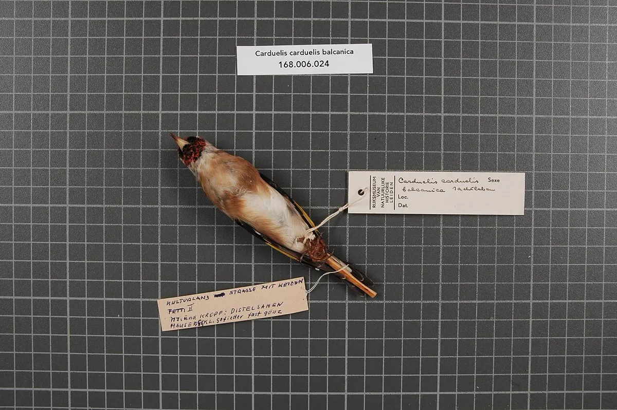 C. c. balcanica: Esemplare da museo (RMNH.AVES.30299), vista 2