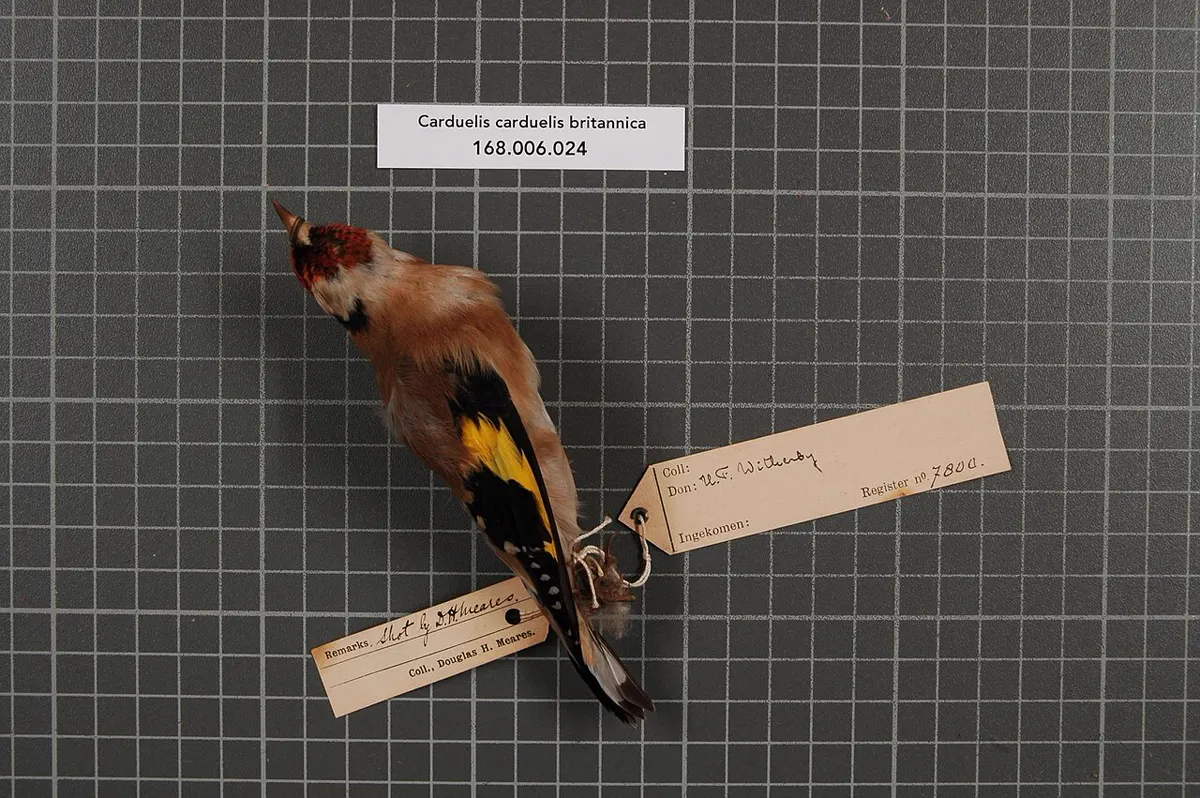 C. c. britannica: Esemplare da museo (RMNH.AVES.7800), vista 1
