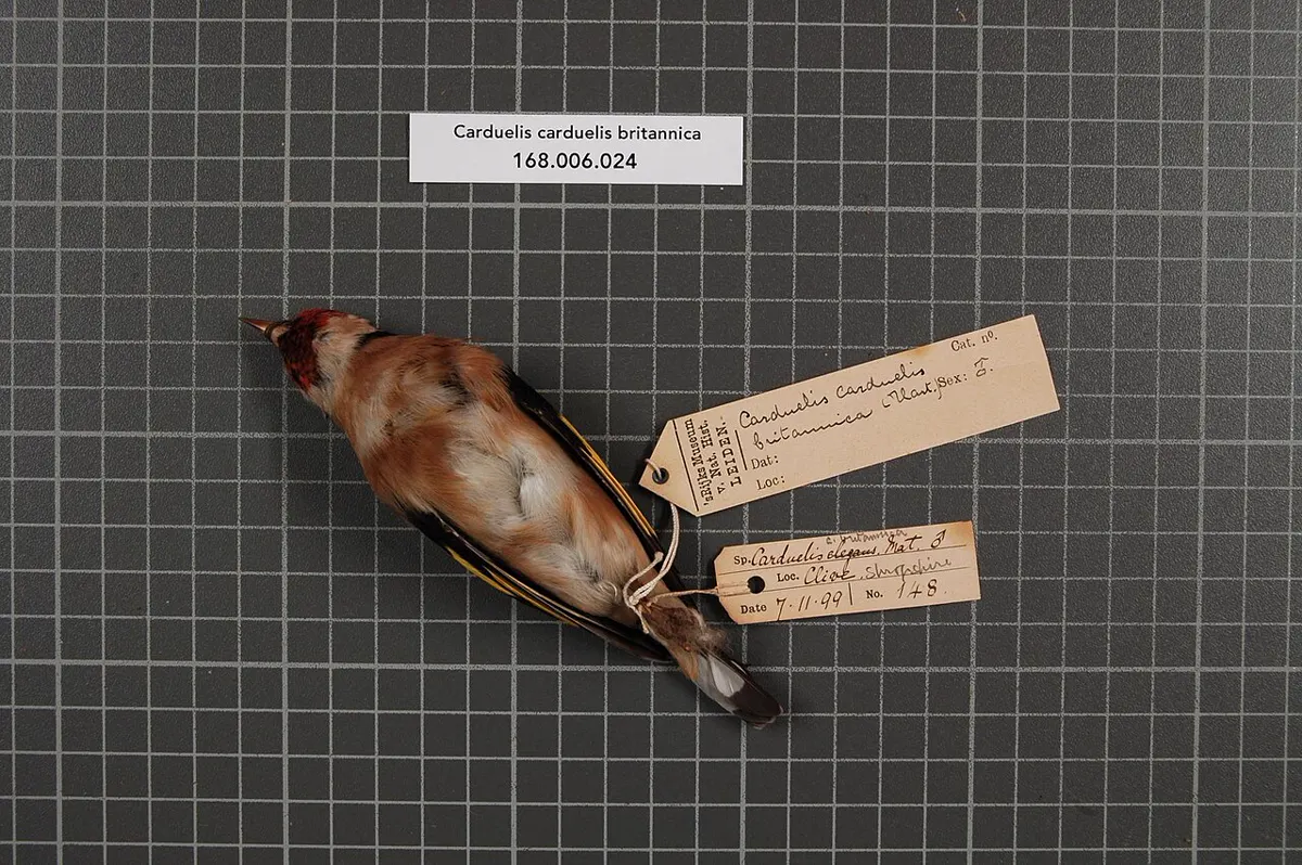 C. c. britannica: Esemplare da museo (RMNH.AVES.7800), vista 2