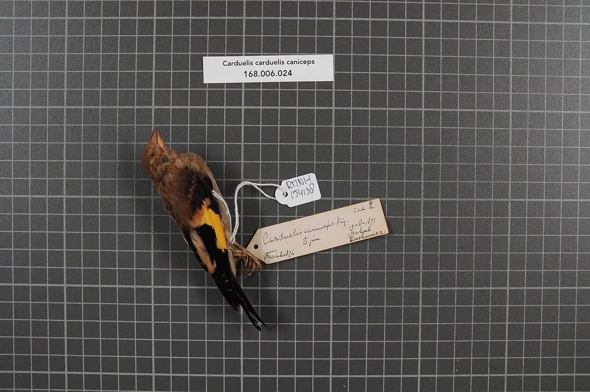 C. c. caniceps (testa grigia): Esemplare da museo (RMNH.AVES.154138), vista 1