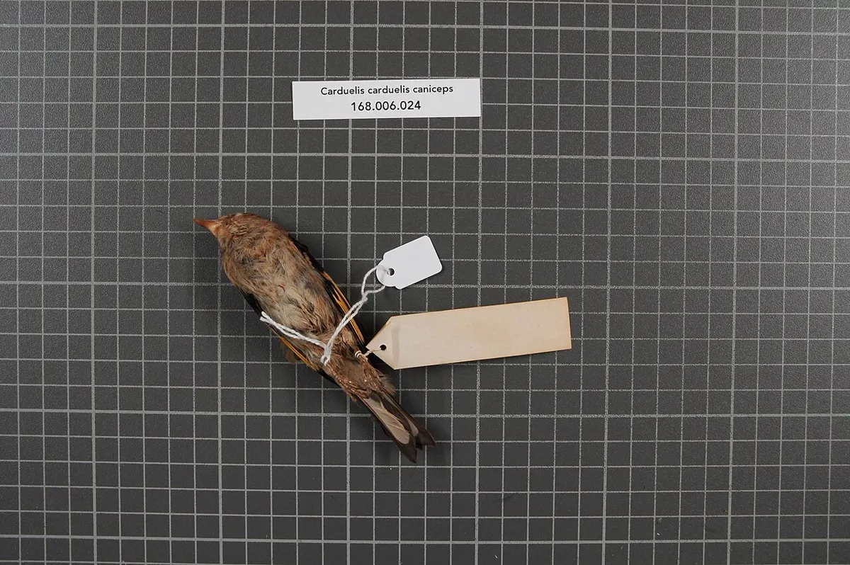 C. c. caniceps (testa grigia): Esemplare da museo (RMNH.AVES.154138), vista 2