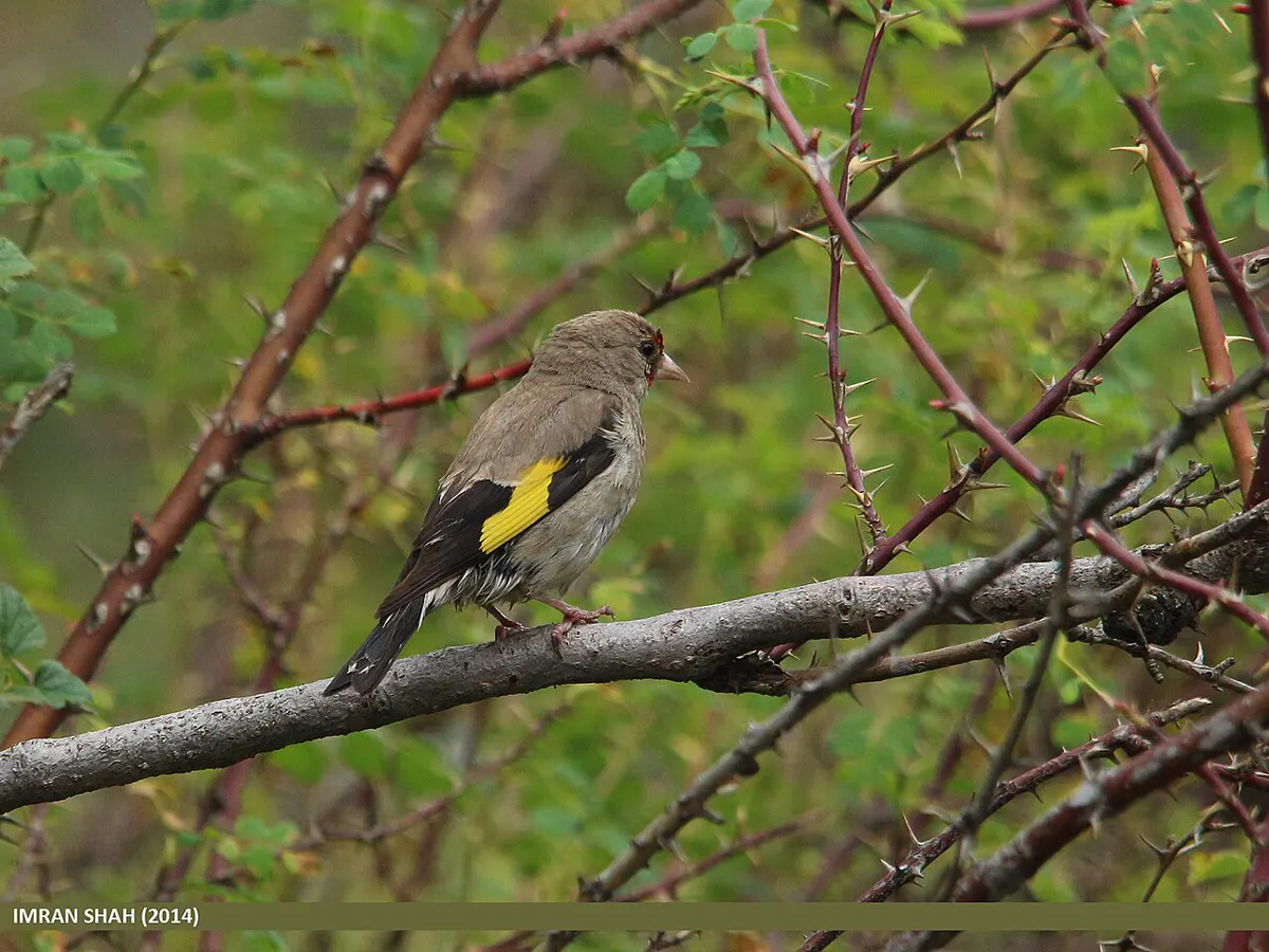 C. c. caniceps (testa grigia): Cardellino testa grigia (caniceps), Pakistan
