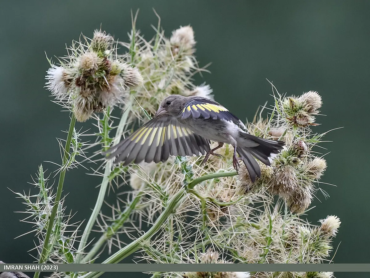 C. c. caniceps (testa grigia): Cardellino testa grigia (caniceps), giovane, Pakistan