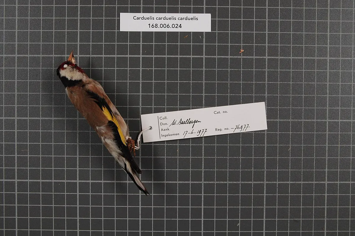 C. c. carduelis: Esemplare da museo (RMNH.AVES.76977), vista 1