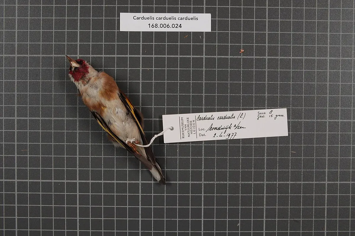 C. c. carduelis: Esemplare da museo (RMNH.AVES.76977), vista 2