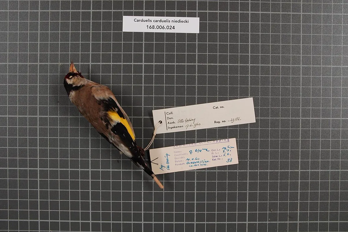 C. c. niediecki: Esemplare da museo (RMNH.AVES.29182), vista 1