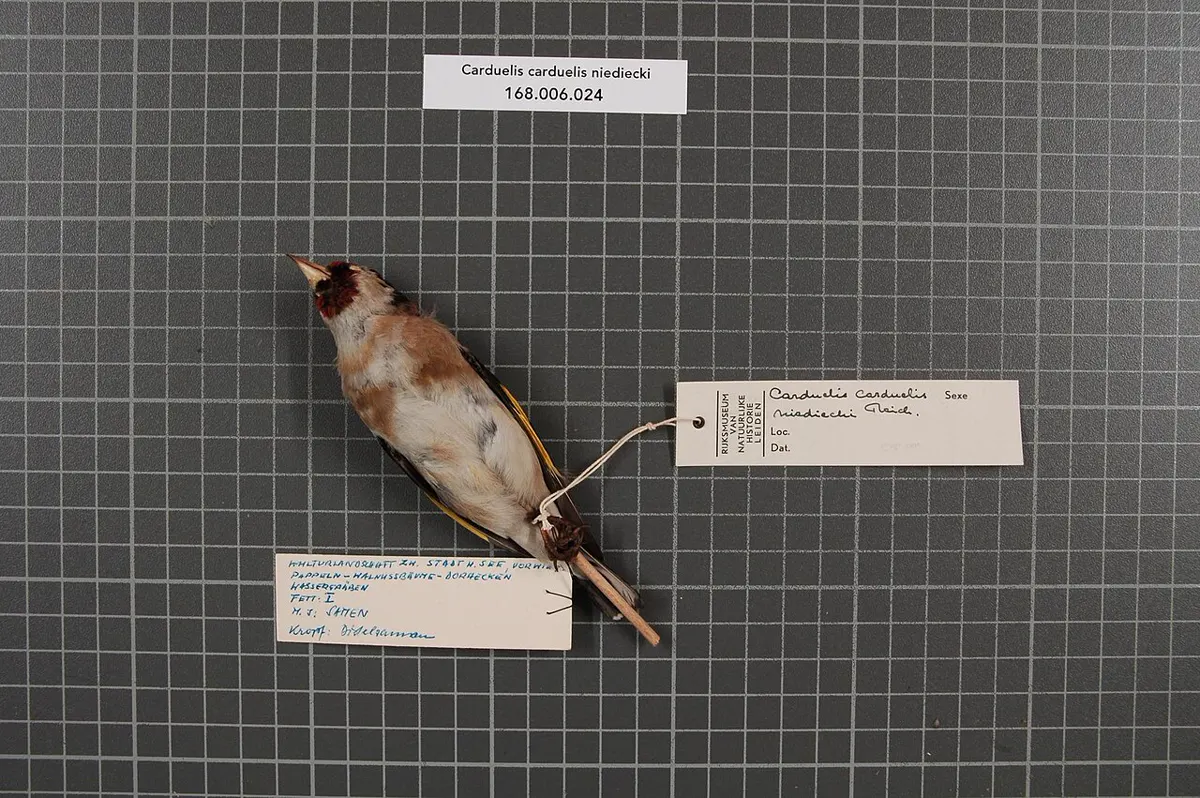 C. c. niediecki: Esemplare da museo (RMNH.AVES.29182), vista 2