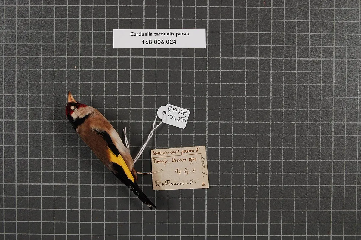 C. c. parva: Esemplare da museo (RMNH.AVES.154056), vista 1