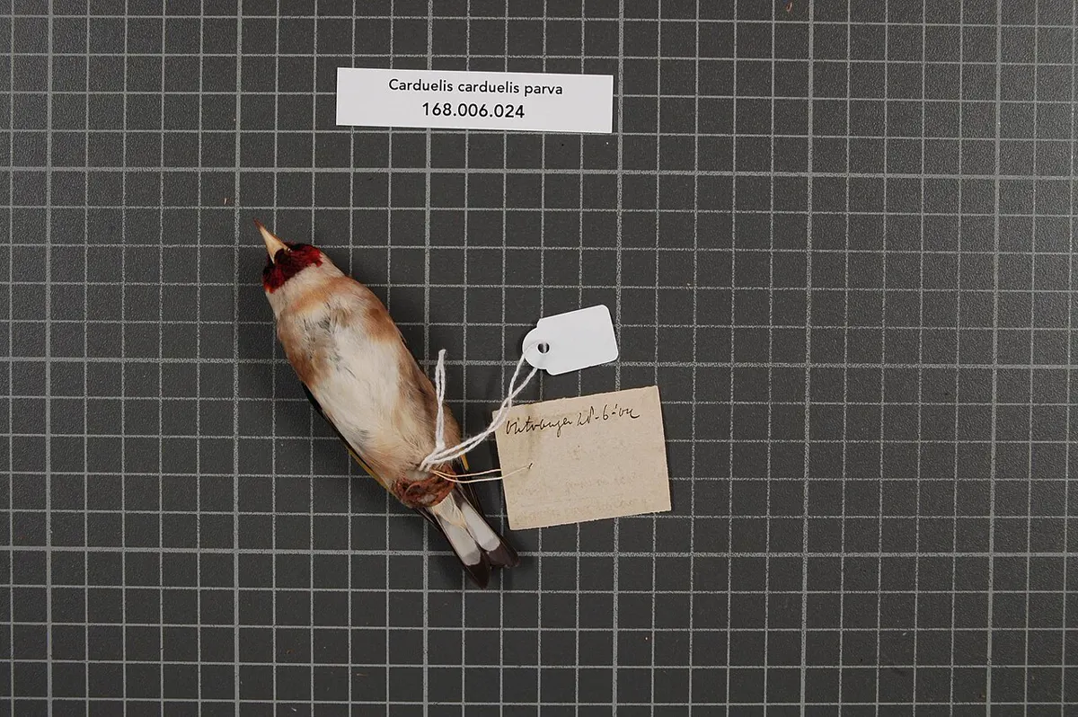 C. c. parva: Esemplare da museo (RMNH.AVES.154056), vista 2