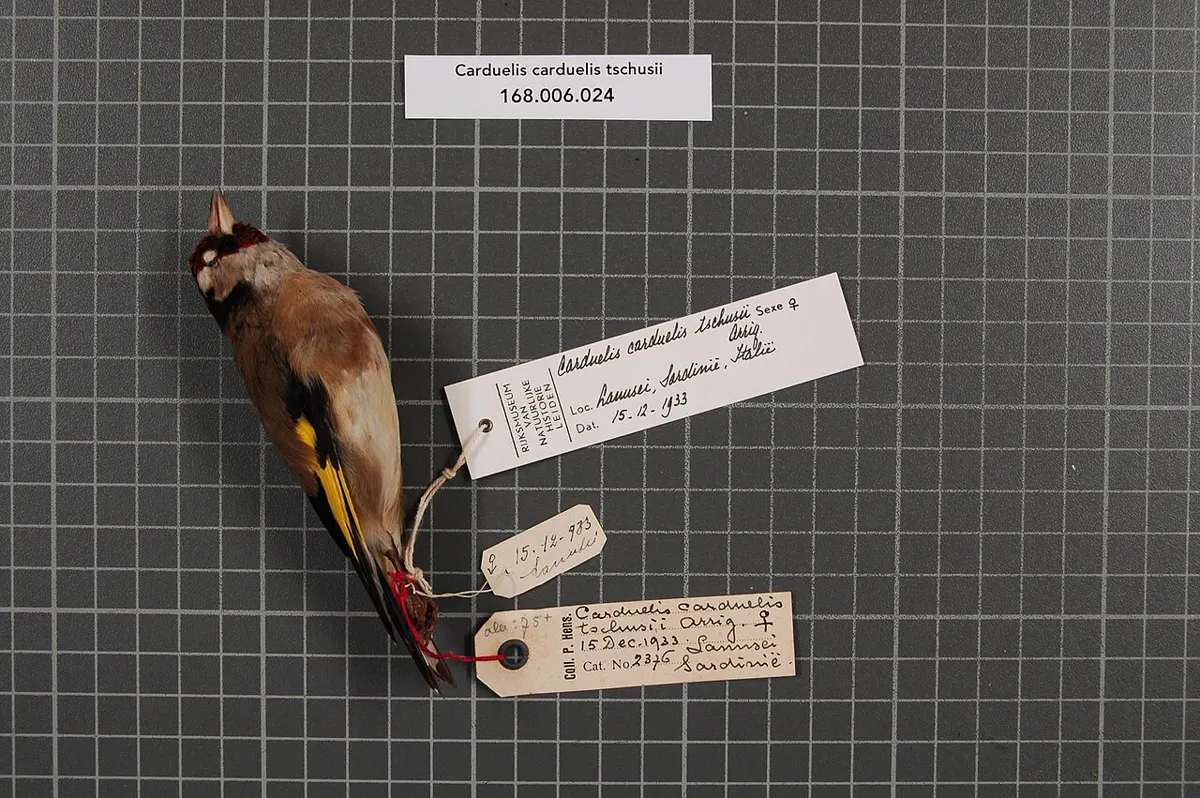 C. c. tschusii: Esemplare da museo (RMNH.AVES.56818), vista 1