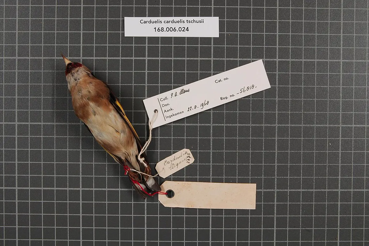 C. c. tschusii: Esemplare da museo (RMNH.AVES.56818), vista 2