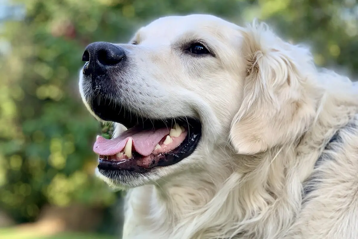 Muso di Golden Retriever in primo piano, sorridente