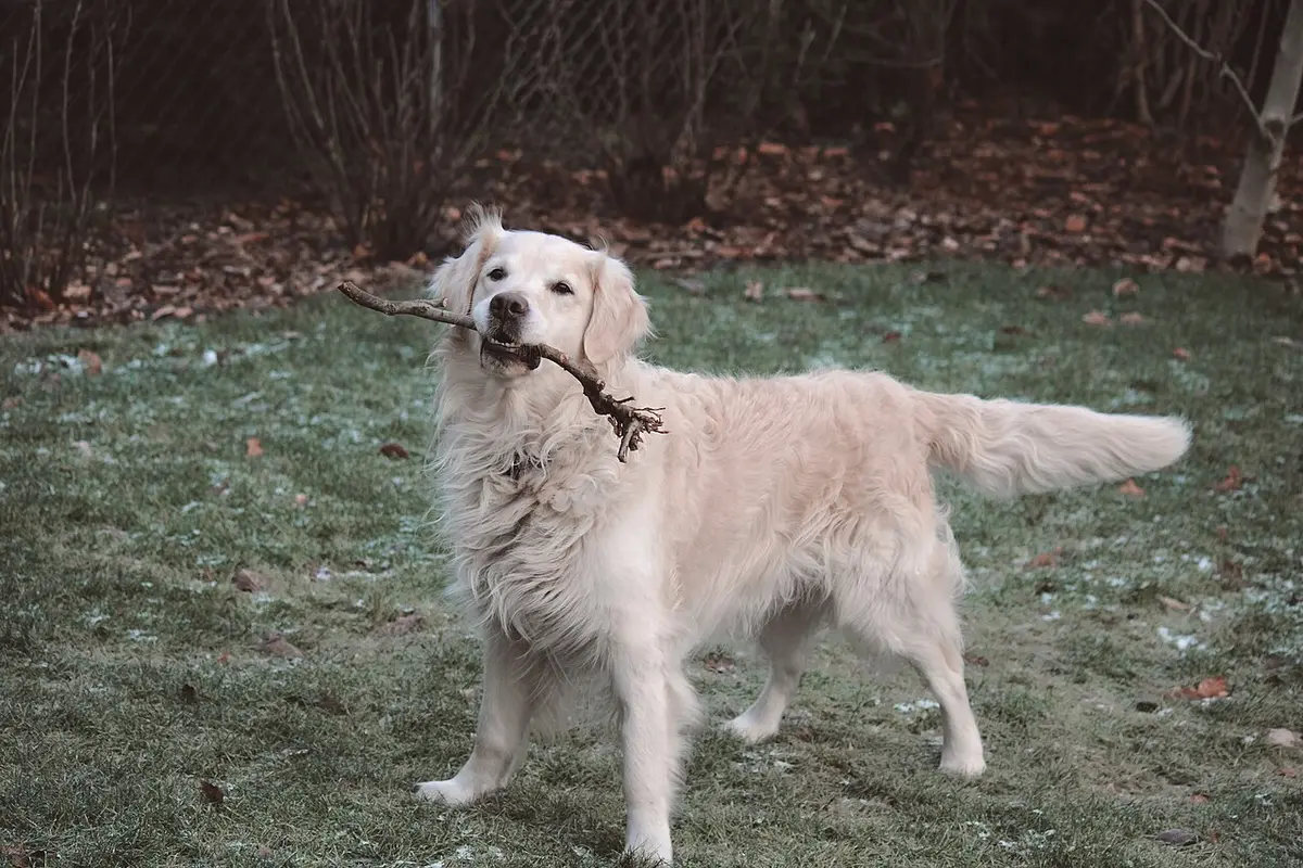 Golden Retriever in piedi su un prato con un ramo in bocca