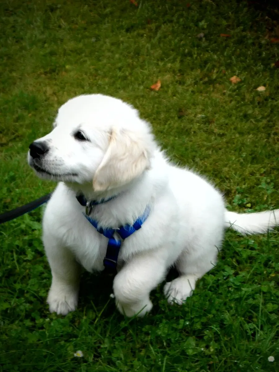Cucciolo di Golden Retriever bianco-crema seduto sull’erba