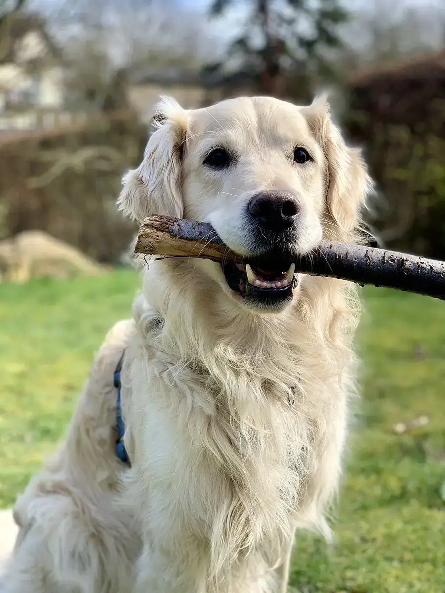Golden Retriever giovane che regge un bastone in bocca